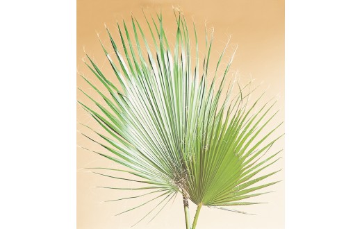 Listy palmy washingtonia